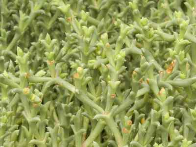 smicrostigma-n-e-br--1930