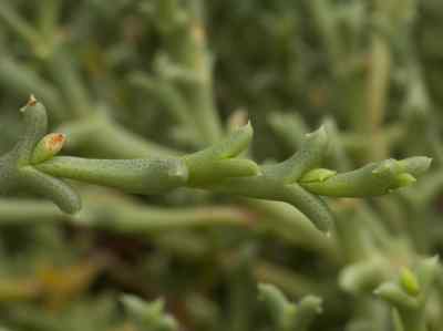 smicrostigma-viride-n--e--brown-1930