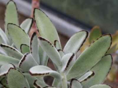 kalanchoe-tomentosa-baker