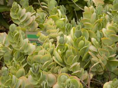 kalanchoe-marnieriana-jacobsen