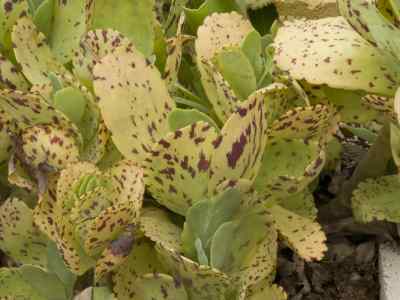 kalanchoe-marmorata-baker1892