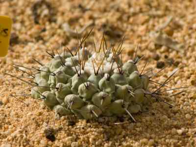thelocactus-rinconensis-britton--rose-1923