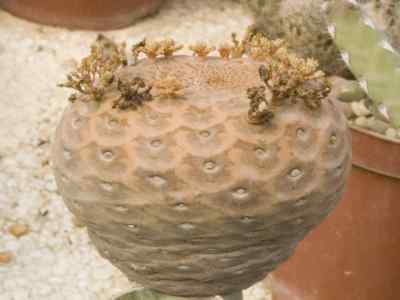 euphorbia-turbiniformis-chiov-1929