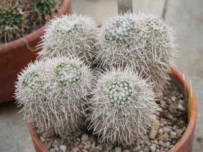 mammillaria-parkinsonii-ehrenberg-1840
