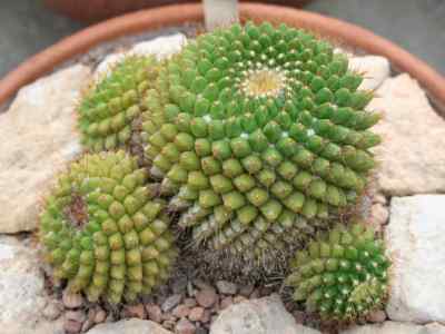 mammillaria-marksiana-krainz-1948