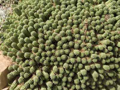 euphorbia-mammillaris-l-1753