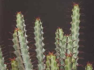 euphorbia-greenwayii-bally--carter-1974