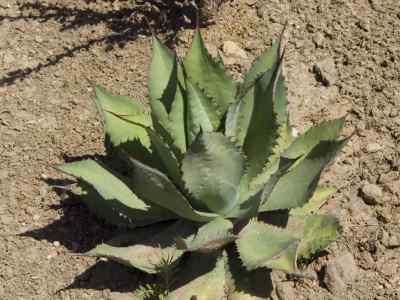 agave-cupreata-trel--berger-1915