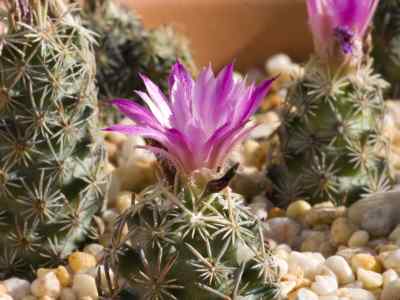 escobaria-britton--rose-1923