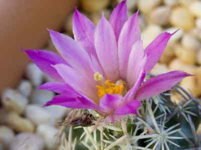 escobaria-minima-braid-d--r--hunt-1978