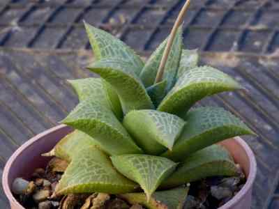 haworthia-tessellata-haw--1824