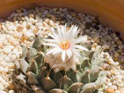 obregonia-denegrii-fric-1925