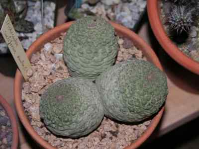 larryleachia-plowes1996