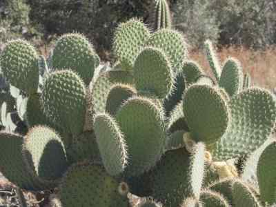 opuntia-leucotricha-a--p--de-candolle-1828