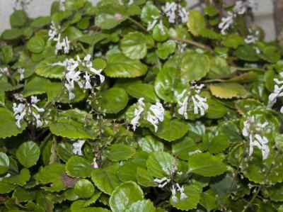 plectranthus-verticillatus-druce-1917