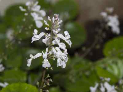 plectranthus-lhér---1788