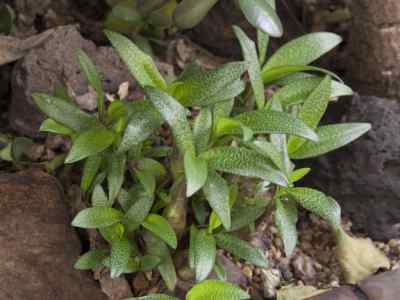 ledebouria-pauciflora-