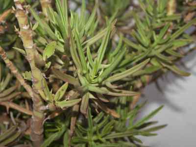 kalanchoe-laciniata-l--dc-