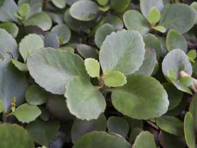 kalanchoe-blossfeldiana-poelln-