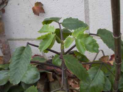 kalanchoe-pinnata-lam--pers-