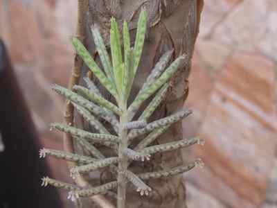 kalanchoe-tubiflora-raym--hamet