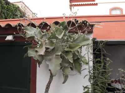 kalanchoe-beharensis-drake