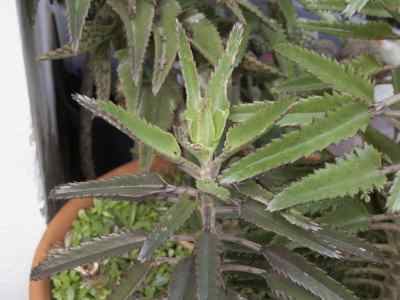 kalanchoe-daigremontiana-raym-hamet--perr-