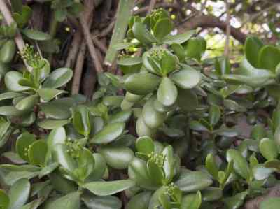 crassula-l--schönl--1753