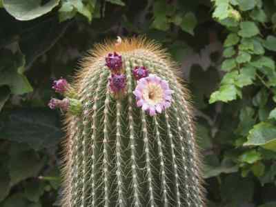 neobuxbaumia-polylopha-a--p--de-candolle-backeberg-1938