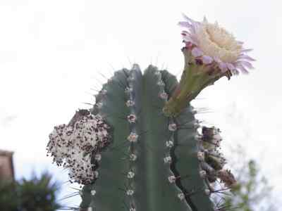 neobuxbaumia-euphorbioides-haworth-buxbaum-ex-bravo-1978