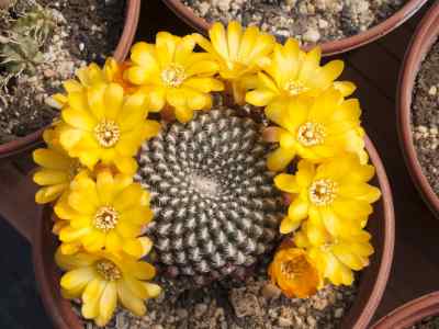 rebutia-k--schumann-1895