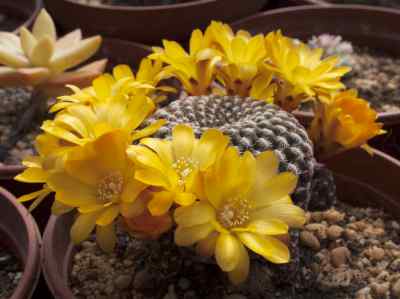 rebutia-arenacea-cárdenas-1951