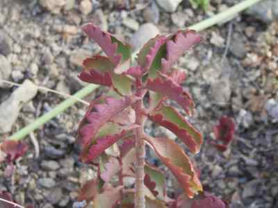 kalanchoe-sexangularis-n-e--br-