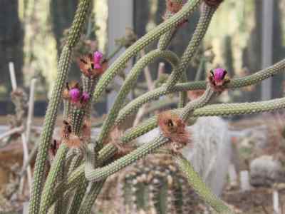 arrojadoa-britton--rose-1920