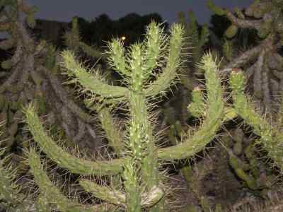austrocylindropuntia-backeberg-1938