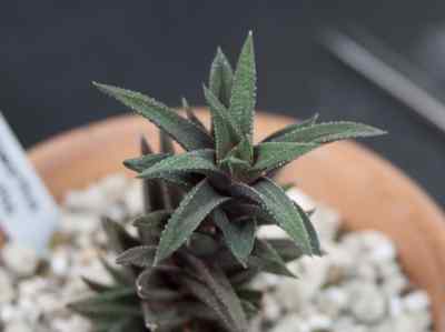 haworthia-spp-no-resueltos-