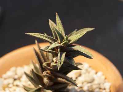 haworthia-cassytha-baker