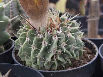 parodia-buiningii-buxbaum-n--p--taylor-1987