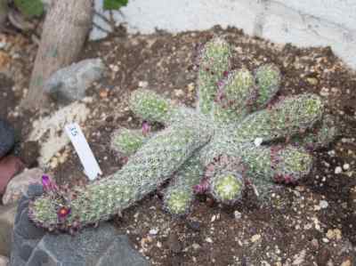 mammillaria-sphacelata-spp-viperina-