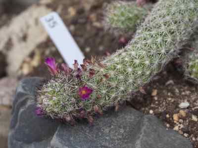 mammillaria-sphacelata-martius-1832