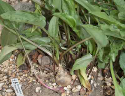 drimiopsis-maculata-lindl---paxton1851