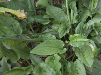 drimiopsis-lindl---paxton