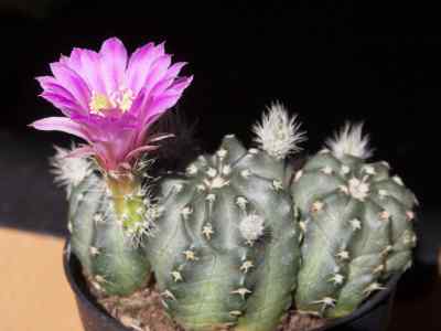 echinocereus-pulchellus-f--seitz-1870