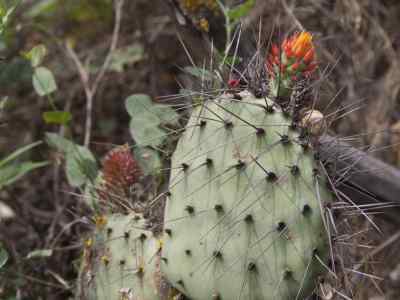 opuntia-stenopetala-engelmann-1857