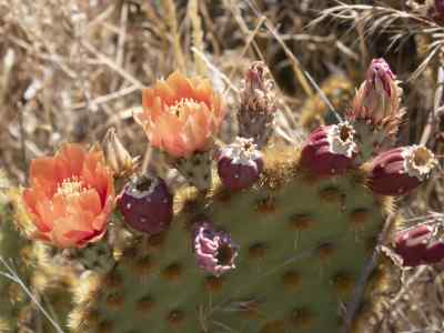 opuntia-aciculata-griffiths-1916