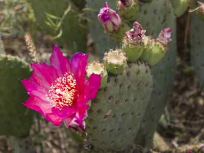 opuntia-basilaris-engelmann--bigelow-1856