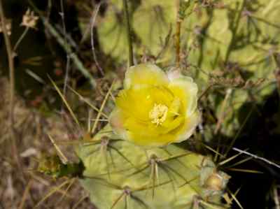 opuntia-dillenii-ker-gawler-haworth-1819