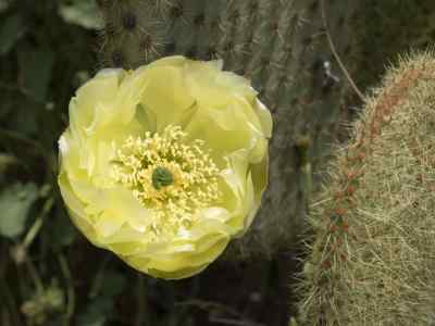 opuntia-scheeri-f--a--c--weber-1898