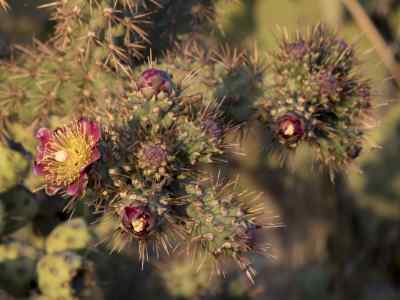 cylindropuntia-spinosior-engelm--f-m-knuth1936-