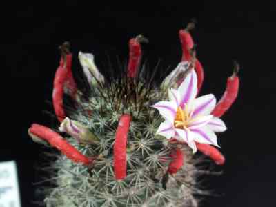 mammillaria-fraileana-boedeker-1933